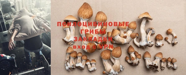 крисы Сатка